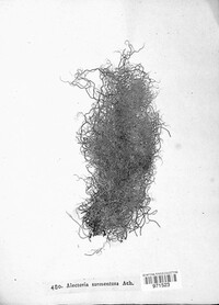 Alectoria sarmentosa image